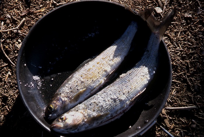 th_Trout for Dinner.jpg